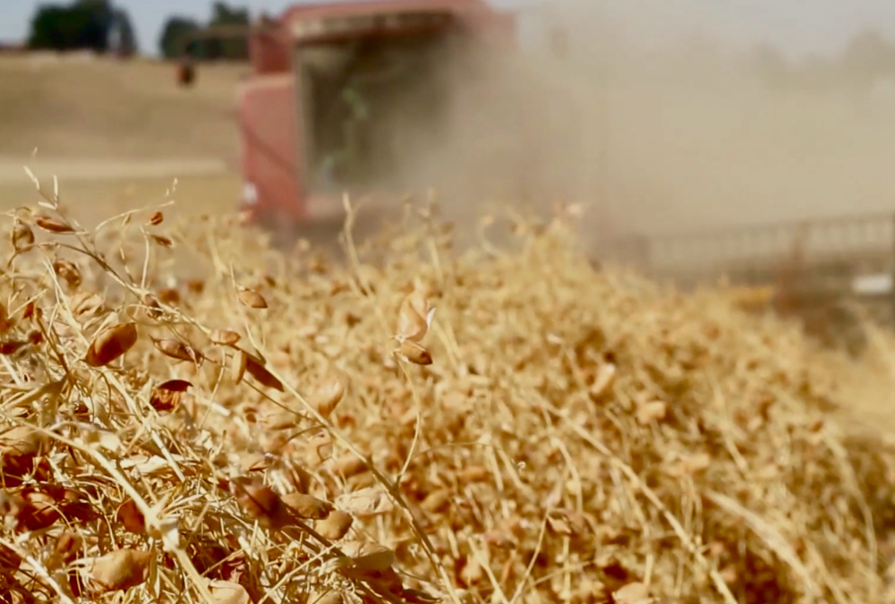 Exports of peas and lentils were ahead of last year’s pace prior to the pandemic and once transport issues are resolved, should continue to be strong, say experts.