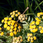 Common tansy.
