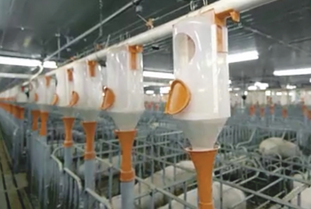 A New Hope Group company video shows a modern hog barn. New Hope Group, one of China’s biggest feed and livestock producers, says it’s one of numerous well-financed companies that are quickly rebuilding the country’s hog herd. newhopegroup.com