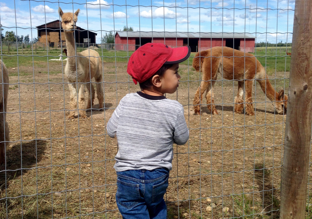 It won’t be a typical Open Farm Days this year, but visitors will still be able to experience the sights at participating operations.