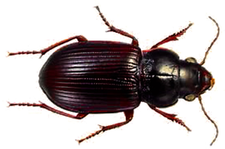 Last year’s lousy weather had one beneficial sideeffect Alberta