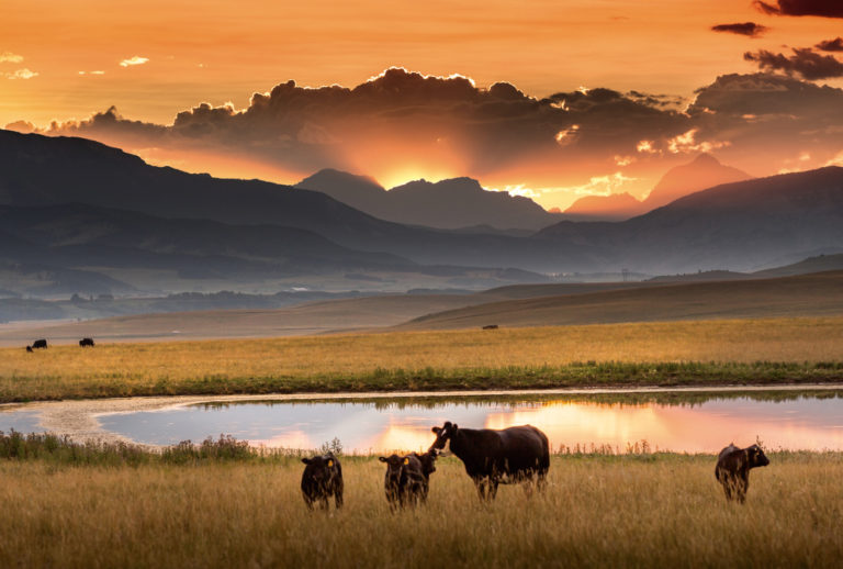 Conservation groups rally behind beef sector - Alberta Farmer Express