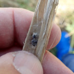 A stem infected by root rot shows signs of shredding, shattering and the development of a sclerotial body. The central cavity (pith tissue) has been destroyed, which is characteristic of stem rot.