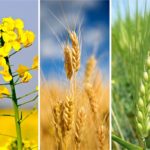 Sawyer to lead ag-products marketing council