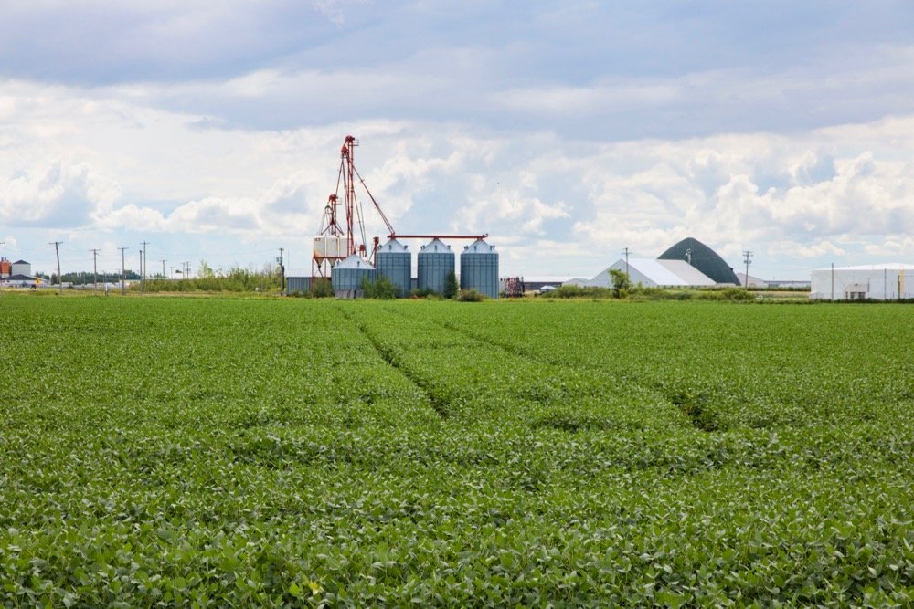 File photo of a green soybean crop south of Winnipeg. (Dougall_Photography/iStock/Getty Images)
