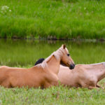 Having enough room for ‘a horse to be a horse’ is one of the best investments you can make in horse care.