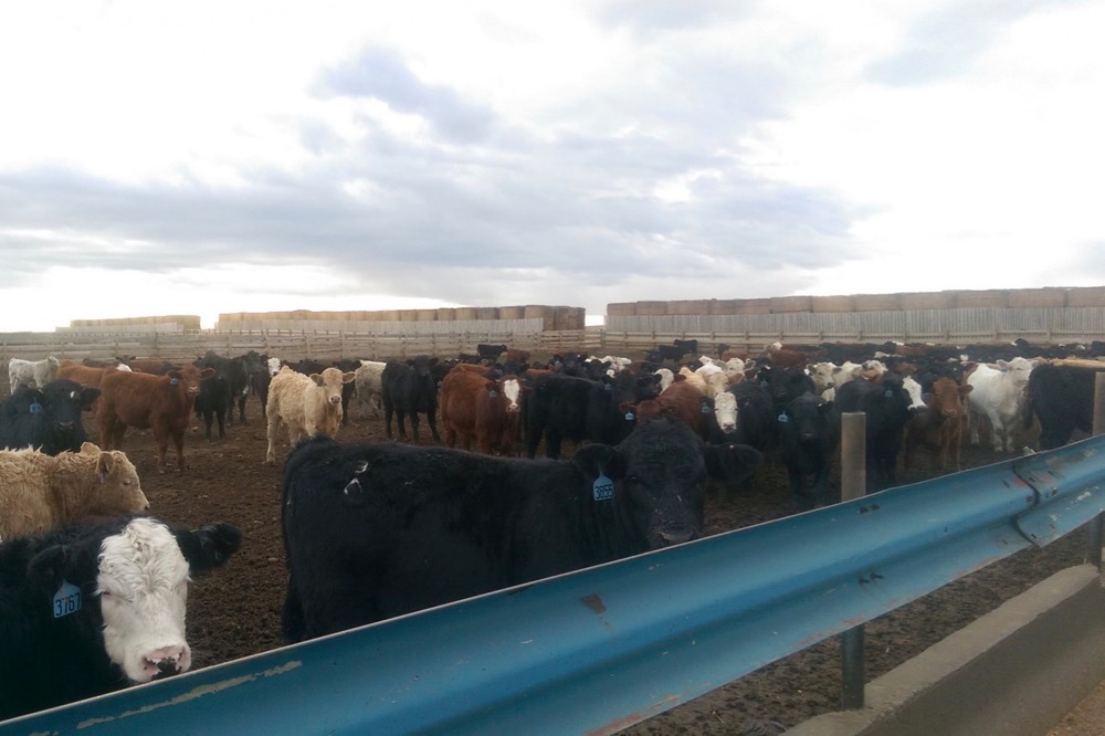 Shutdowns and slowdowns at packing plants caused by COVID-19 have created a backlog of 130,000 cattle that must be fed until they can be processed.