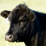 The Feeder Association Loan Guarantee Program can now accept cattle that haven’t been branded but are instead identified by their RFID tag.