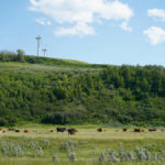 There’s no one-size-fits-all when it comes to grazing management, says range management specialist Ross Adams. Shown here are cattle grazing south of Pincher Creek earlier in July.