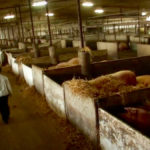 An ‘out-of-whack’ pricing system means hog producers here are losing $30 or more per pig during what should be their most profitable time of the year, says Alberta Pork.