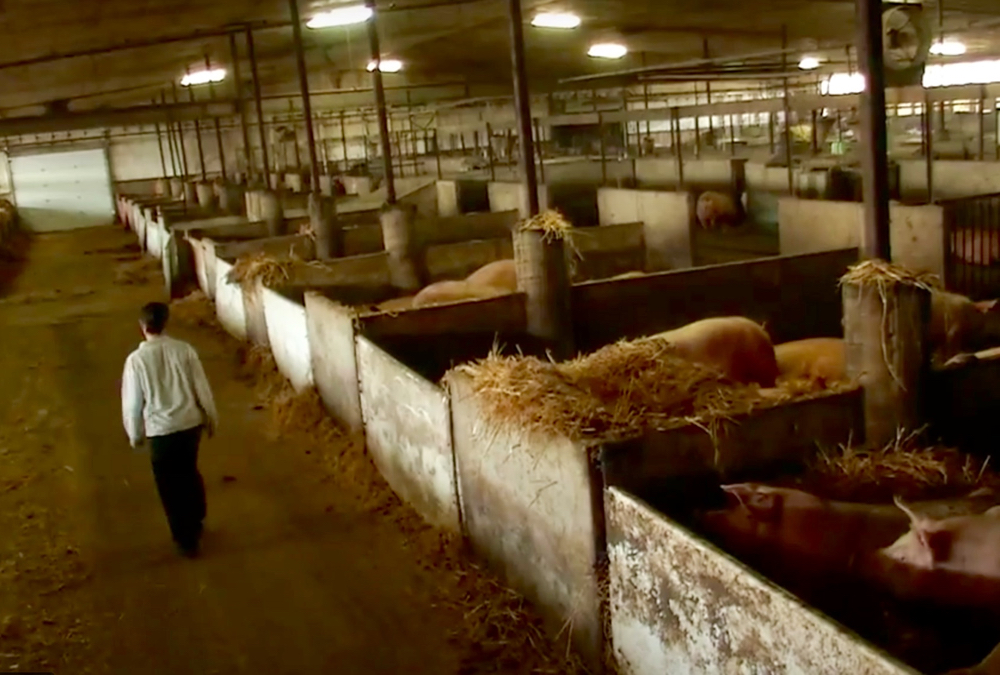 An ‘out-of-whack’ pricing system means hog producers here are losing $30 or more per pig during what should be their most profitable time of the year, says Alberta Pork. 
