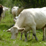 Any time we find liver flukes it could be a serious herd problem, so take care to treat and monitor.