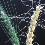 A healthy wheat head at left and one with severe symptoms of fusarium head blight on the right.