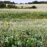 Forage mixes generally include species from four different categories — warm-season broadleaf plants and grasses along with cool-season broadleaf plants and grasses.