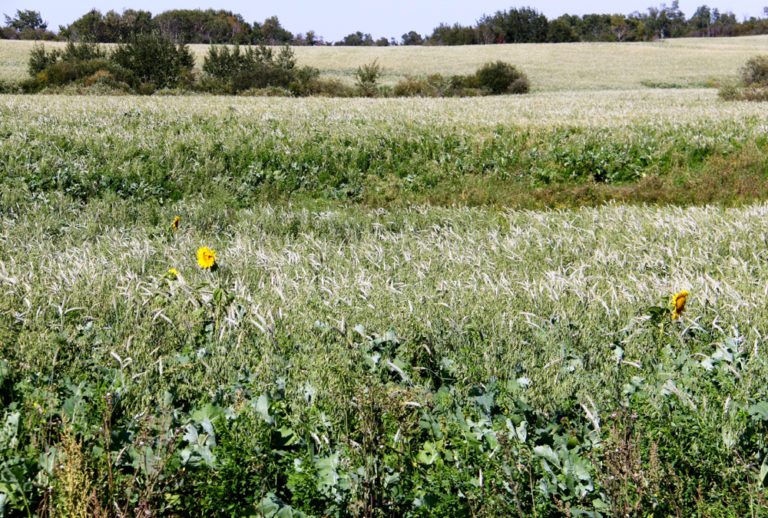 Pick the right forage for productivity and profitability Alberta