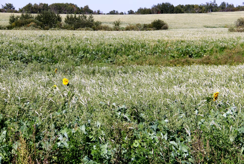 Forage mixes generally include species from four different categories — warm-season broadleaf plants and grasses along with cool-season broadleaf plants and grasses.