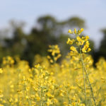 The past two growing seasons have resulted in increased canola spoilage due to late and wet harvests.