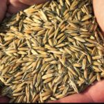 Richardson decision on oats decried