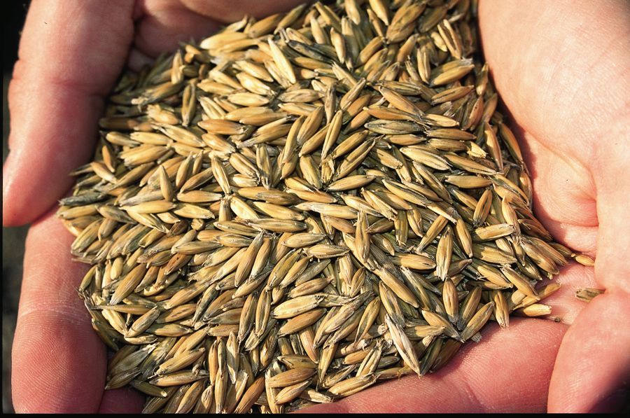Richardson decision on oats decried