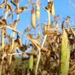Video details pre-harvest timing for peas