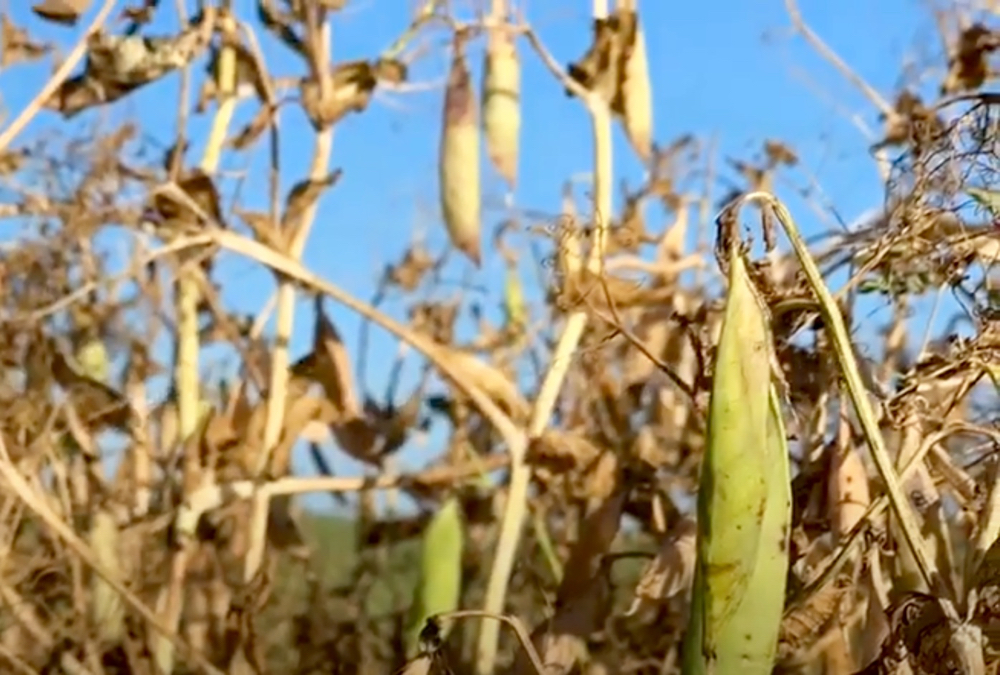 Video details pre-harvest timing for peas