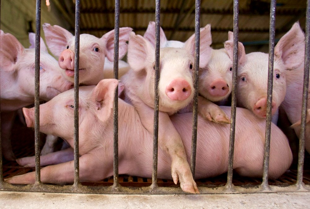 Piglets look out from a fence at Cabanas Argentinas del Sol pig farm in Marcos Paz, southwest of Buenos Aires in December 2008.  Photo: Reuters/Enrique Marcarian
