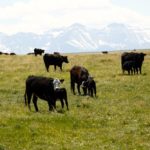 Photo: Canada Beef Inc.