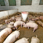 Hog producers are losing a lot of money, says the executive director of Alberta Pork.