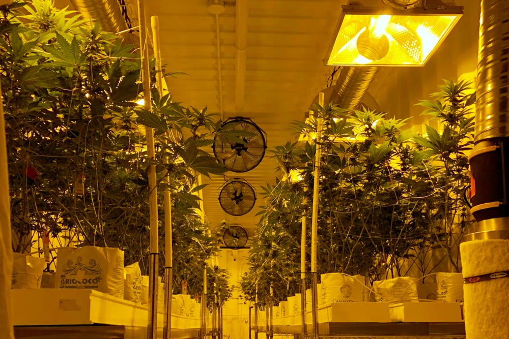 Plants at Delta 9 Cannabis’ indoor production facility in Winnipeg. (Dave Bedard photo)
