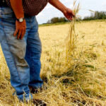 Assessing hail damage assessments