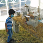 Open Farm Days same, but different
