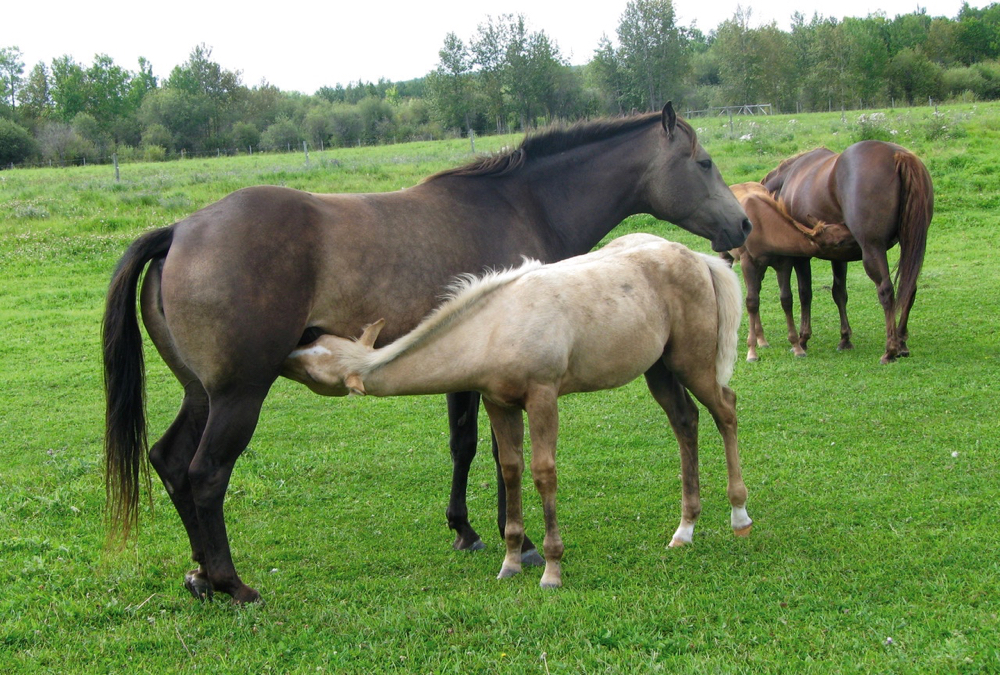 A healthy foal starts with a healthy mare.