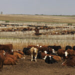 It’s been a rough year for feedlots, but slaughter is back to normal, losses have been halved, and the backlog of market-ready cattle is steadily coming down.