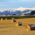 COVID-19 means harvest will be ‘especially challenging’