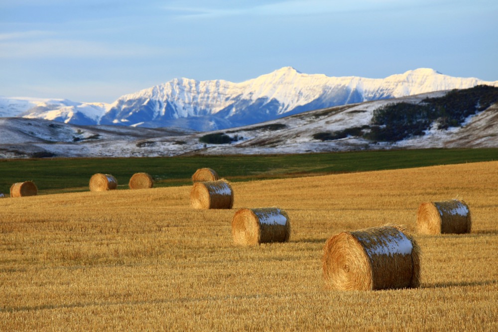 COVID-19 means harvest will be ‘especially challenging’