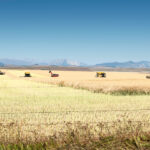A year ago, many producers were wondering if the glory days of their biggest money-maker were coming to an end. But demand has proven to be resilient, even with China blocking seed sales from Viterra and Richardson International.
