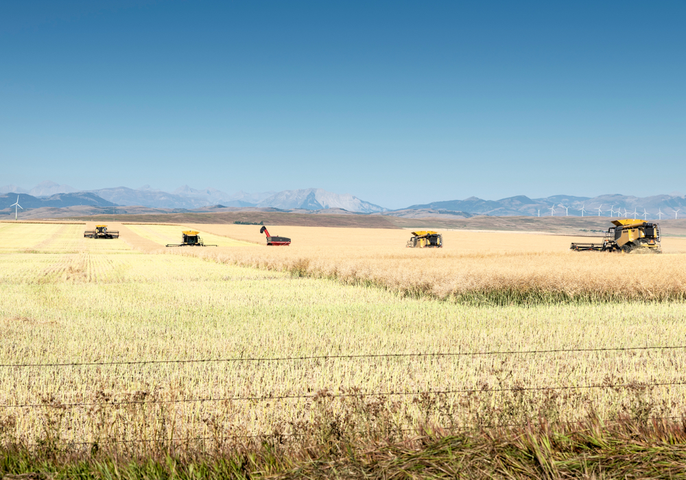 A year ago, many producers were wondering if the glory days of their biggest money-maker were coming to an end. But demand has proven to be resilient, even with China blocking seed sales from Viterra and Richardson International. 