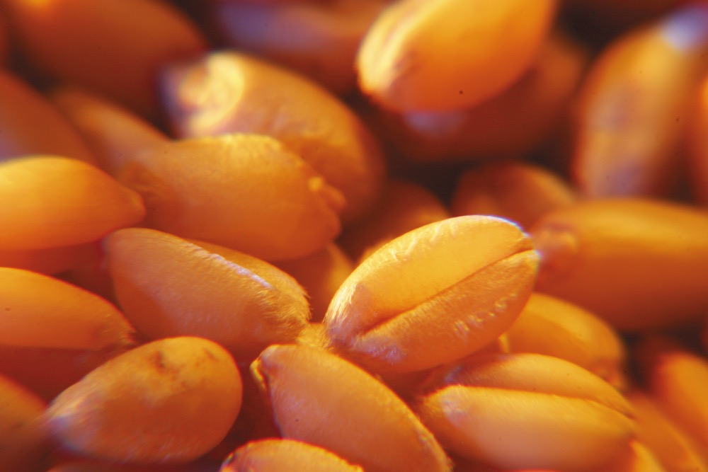 Seed growers reject merger with other industry groups