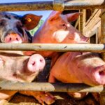 File photo of domestic hogs on a German farm. (FooTToo/iStock/Getty Images)