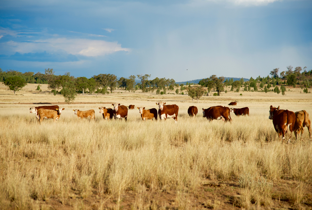 Cattle ranchers paired up with researchers in mentorship program