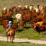 Cattle can play a key role in maintaining grasslands.