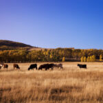 Grasslands make great carbon sinks when grazed properly, says a new University of Alberta study.