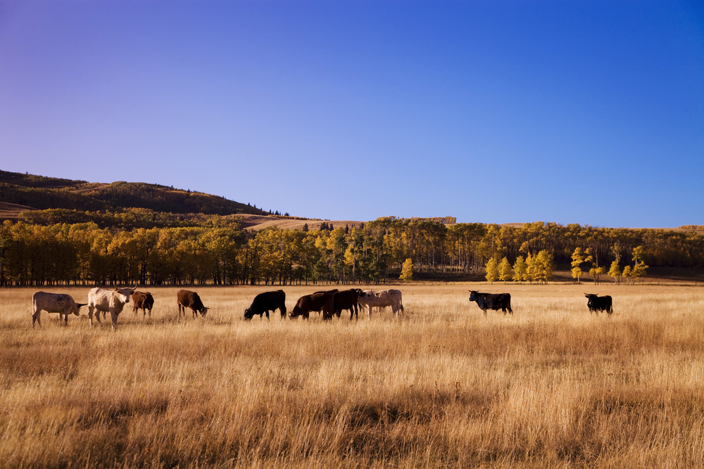 Grasslands make great carbon sinks when grazed properly, says a new University of Alberta study.