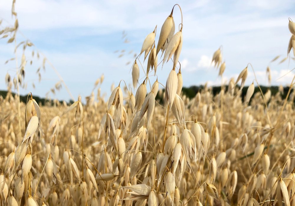 Oats values hold steady at harvest - Alberta Farmer Express