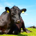 Pilot project expands animal disease diagnostics