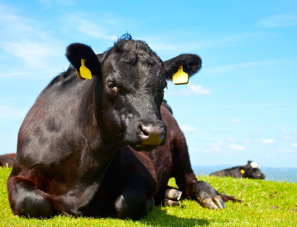 Pilot project expands animal disease diagnostics