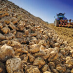 Alberta sugar beet growers seeing turnaround