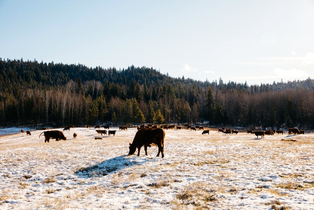 It’s not very helpful to benchmark against operations that have different grazing, calving, and feeding regimes, so a key goal of the new Canadian Cow-Calf Cost of Production Network is to allow producers to make apples-to- apples comparisons.