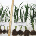 Lab trials of a manure-derived seed treatment have usually shown increased root growth (as seen on the right) as well as better resistance to environmental stressors.