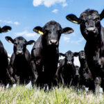 COVID-19 has revealed how vulnerable the food supply chain can be. It is a shame when we have some of the best beef in the world and can’t get access to enough of it.